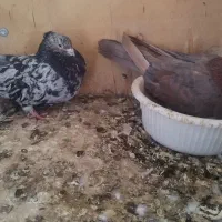 ثور نر و ماده فروشی