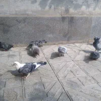کبوتر مسافتی