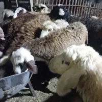 فروش بره قوچی