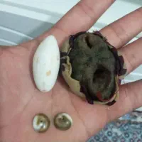 سرکتاب حضوری وغیرحضوری تضمینی. درکل کشور