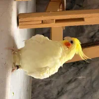 عروس هلندی رام و دستی
