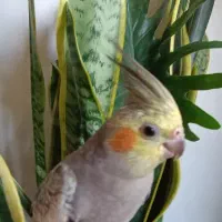 جوجه هلندی گلباقالی