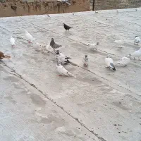 کبوتر