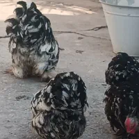 کوشین بلک متلد