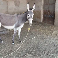 خر گله ای