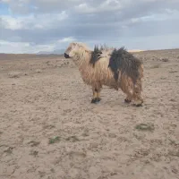 قوچ بختیاری