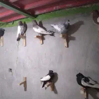 فروش کفتر