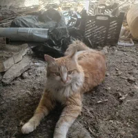 گربه خانگی
