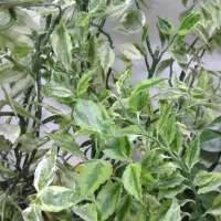 تعدادی از گلهای اپارتمانی رو حراج گذاشتم