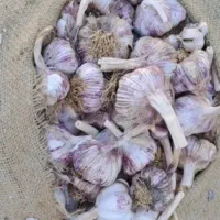 سیر قرمز بذری پیرانشهر قیمت ۱۹۰