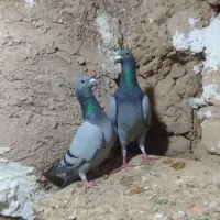 قیدار