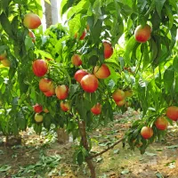 کود مرغی ارگانیک