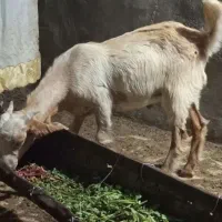 پنج شش کهره نر درجه قیمت مناسب