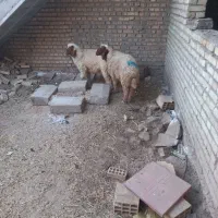 دارخوین بره