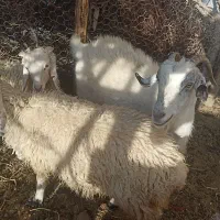گوسفند چاق برای کشتن ونگهداری