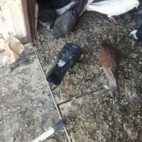 کبوتر|پرنده|خمین, |دیوار