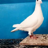 پلاکی عراق سفید
