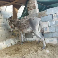 خرالاغ