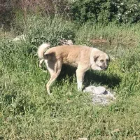 سگ سرابی|سگ|موچش, |دیوار
