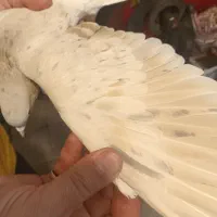 سده هفت رنگ نر