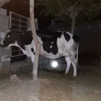 گاو