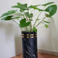 زیباترین باباآدم دنیا ( آلوکازیا ۸ بوته )