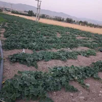 نیروی اقا یا خانم جوان برای هرس مزرعه خیار