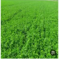 فروش-5-هکتار-زمین-کشاورزی-مرغوب-دشت-لیشتر