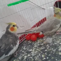 پرنده