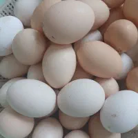 تخم مرغ محلی