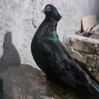 کبوتر صرب