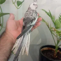 عروس هلندی