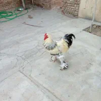 مرغ خروس