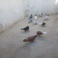 فروش فوری