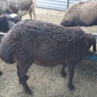 بره ماده