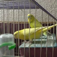 مرغ عشق با تخم