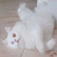 پرشین زیبا دو ماهه