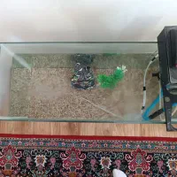 اکواریوم