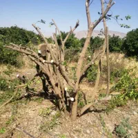 خریدار هرنوع چوب باغی و فروش زغال