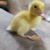 بچه اردک بامزه و شیطون