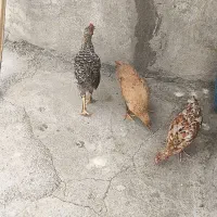ده تا جوجه محلی