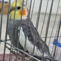 عروس هلندی