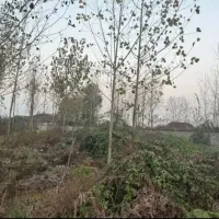 زمین 300متری  بر آسفالت طرح هادی