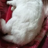 خرگوش ۲ساله نر