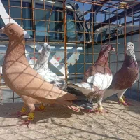 کبوتر.  پلاکی رنگ روشن