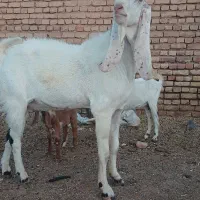 نربزگلابی