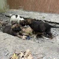 سگ میکس ژرمن