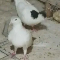 ساده لیمویی ماده
