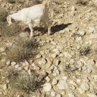 یک بز کره شیرا