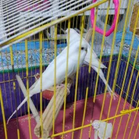 بندرلنگه